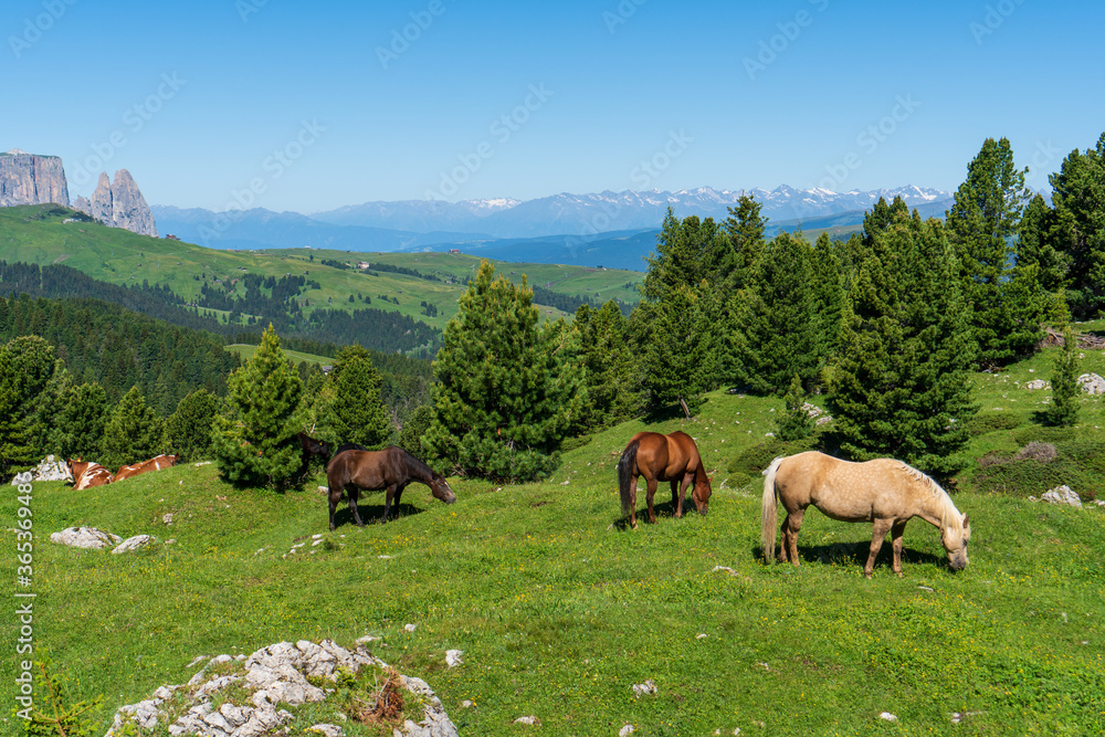 Fototapeta premium Cows and horses graze in an alpine meadow on a slope among fir trees in the mountains, italy dolomiti