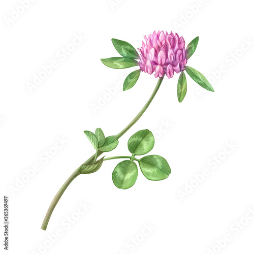 Pink Clover Hand Drawn Pencil Illustration Isolated on White with Clipping Path.