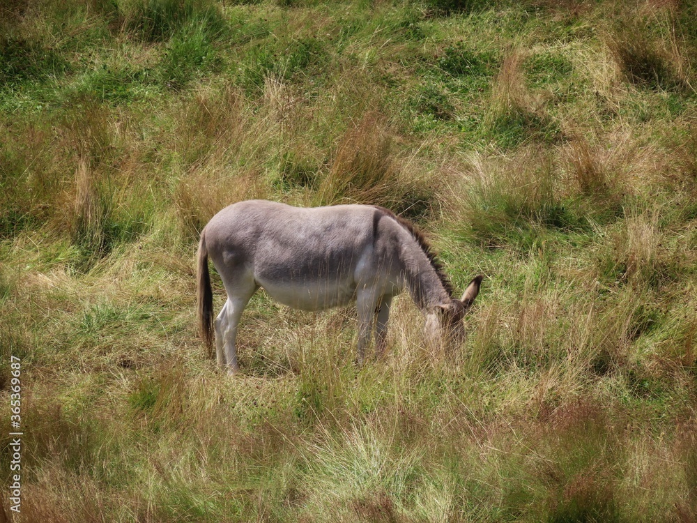 Naklejka premium Donkey in dry pasture