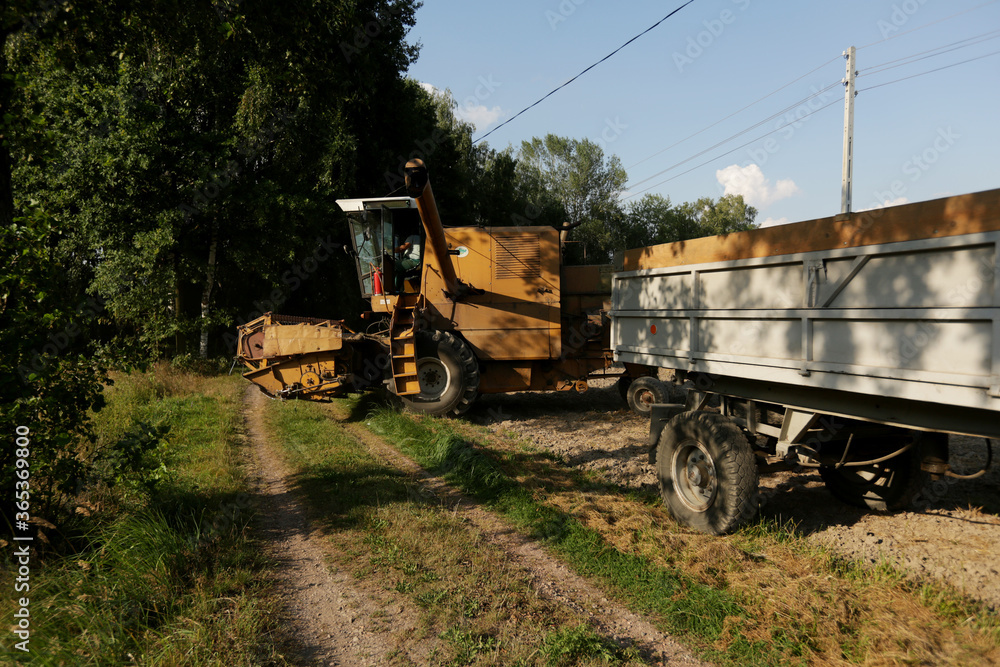Wilamowice,Poland - July 15, 2020 : Harvest in Poland. Bizon ZO56 harvester