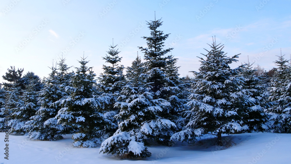 Closeup of pine trees covered by snow in winter, beautiful natural landscape Closeup of pine trees covered by snow in winter, beautiful natural landscape