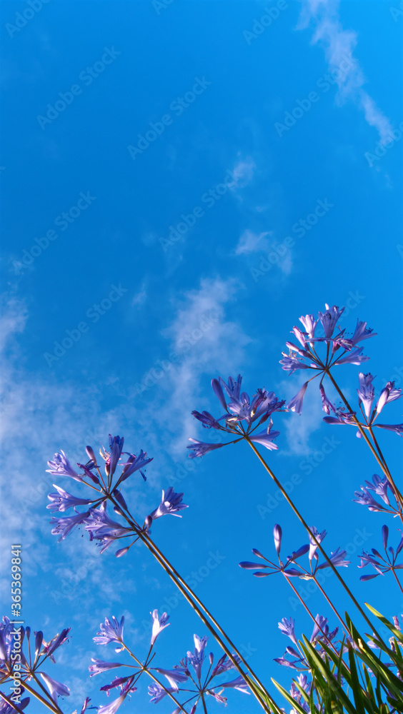 Low-angle of purple flowers, blue sky background, copy space, vertical