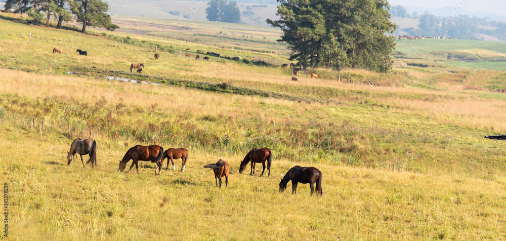 Creole horses feeding in a large equine breeding area in Brazil