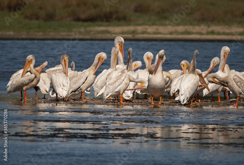 A flock of White Pelicans preening together in the bay waters © Laurie Wilson