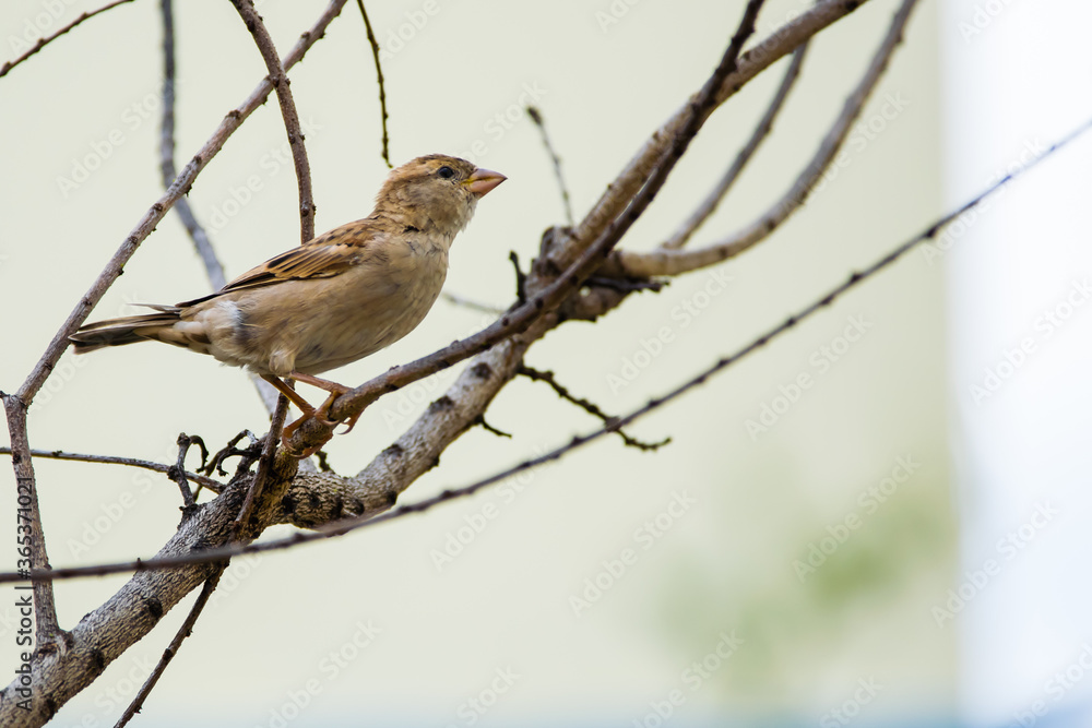 Portrait of female House Sparrow (Passer domesticus) perched on a twig.