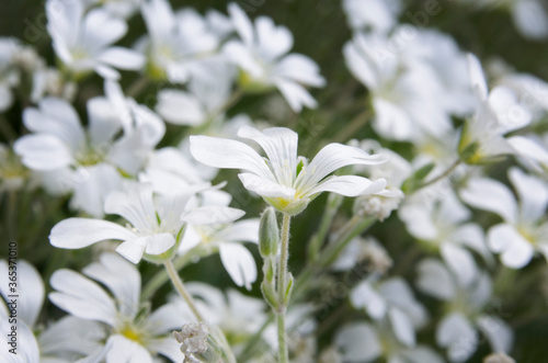 Campo de flores blancas