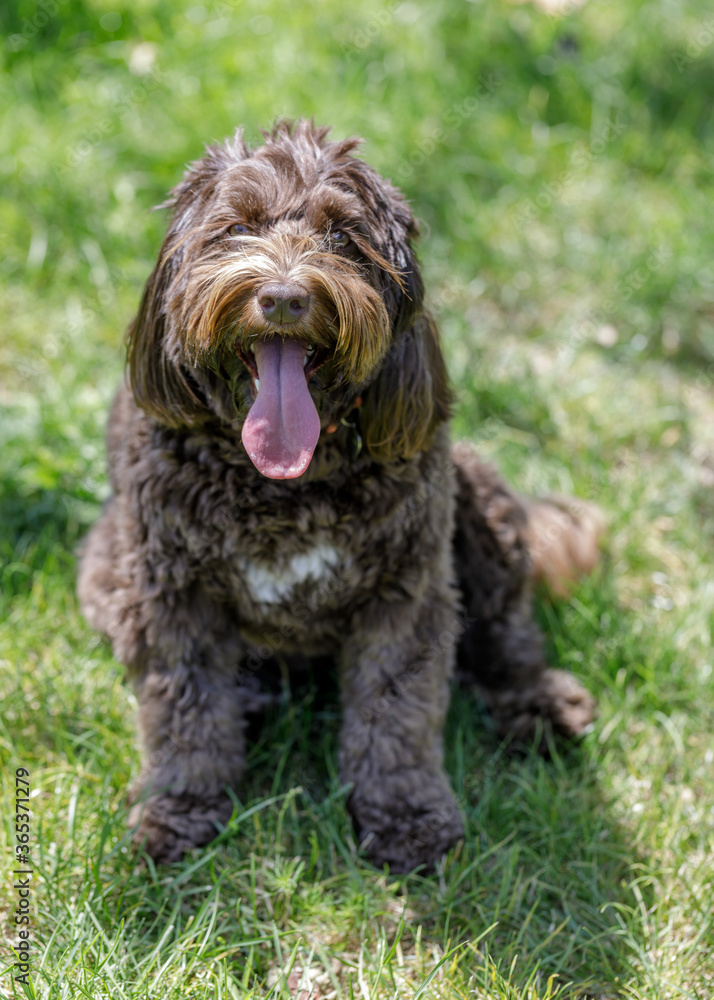 Australian Shepherd, Labrador, and Poodle Cross Breed (AKA Australian Labradoodle). Australian Shepherd, Labrador, and Poodle Cross Breed (AKA Australian Labradoodle).