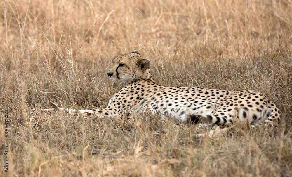 A Cheetah (Acinonyx jubatus) resting in the late afternoon - Tanzania . A Cheetah (Acinonyx jubatus) resting in the late afternoon - Tanzania .