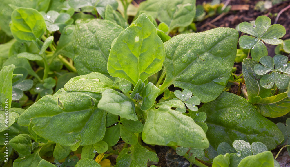 Obraz premium Spinach plant (Spinacia oleracea) serenated by dew in the morning