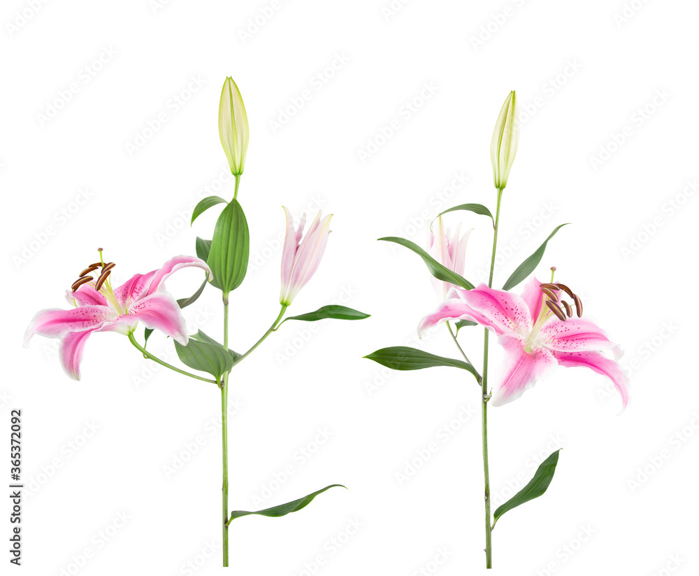 Fototapeta premium Fresh cut pink Oriental Stargazer lily flowers, buds and leaves, isolated on white