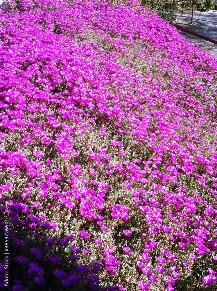 Fototapeta premium pink flowers in the garden