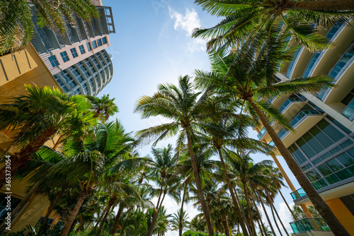 Low wide angle photo Miami Beach buildings and palm trees © Felix Mizioznikov