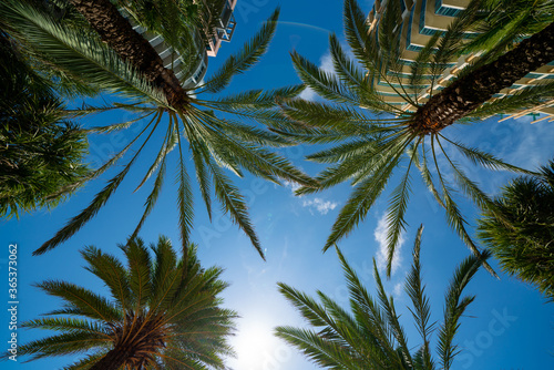 Camera facing up pal mtrees and blue sky Miami Beach FL