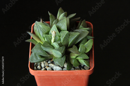 Haworthia retusa.Haworthia in a pot . Haworthia retusa close-up on dark background.succulent plant on dark background. Closeup of green Haworthia retusa with beautiful pattern.