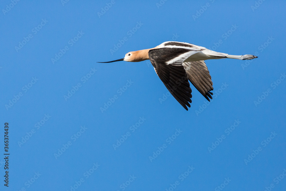 Obraz premium Avocet flying through a clear blue sky over a wetland