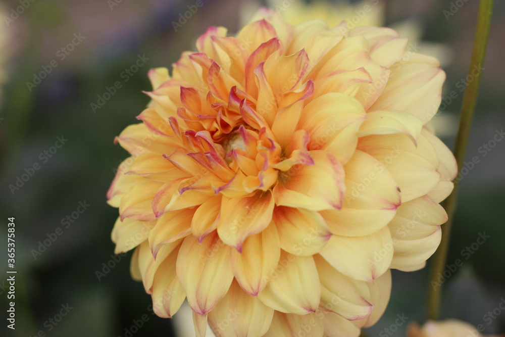 orange dahlia flower orange dahlia flower