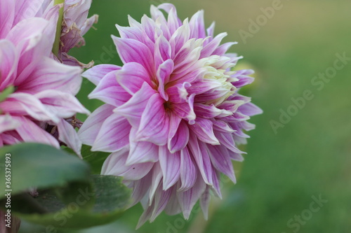 close up of a pink dahlia