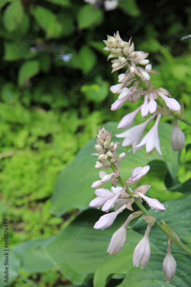 花を咲かせたギボウシ 花を咲かせたギボウシ