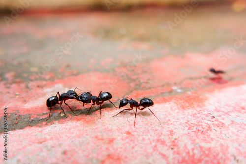 macro shot of black ants communicating each other