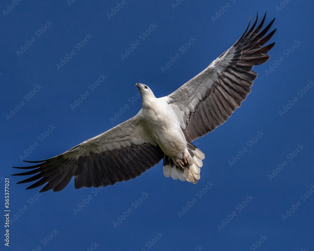 Obraz premium White-bellied Sea Eagle in flight (Haliaeetus leucogaster) - second largest bird of prey in Australia (wingspan approx 2 metres) - Hawkesbury River, NSW, Australia