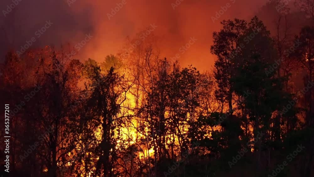 Forest fire disaster is burning caused by human. Forest fire disaster is burning caused by human.