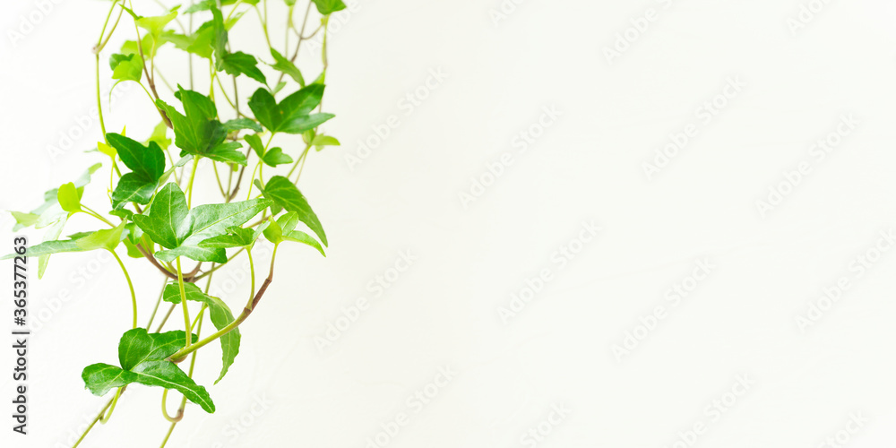 Star-shaped vine houseplant and white wall background material. 星形のつる性の観葉植物と白い壁の背景素材 Star-shaped vine houseplant and white wall background material. 星形のつる性の観葉植物と白い壁の背景素材