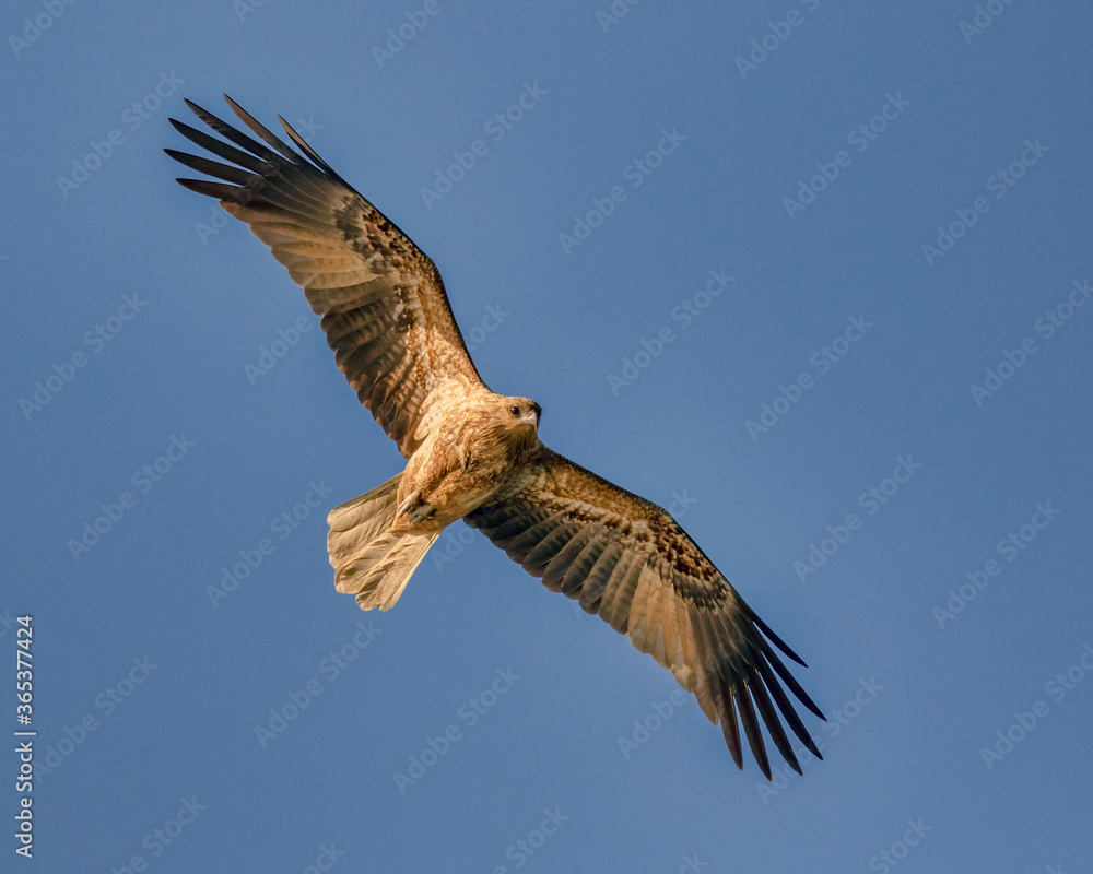 Whistling Kite in flight (Haliastur sphenurus) - Hawkesbury River, NSW, Australia Whistling Kite in flight (Haliastur sphenurus) - Hawkesbury River, NSW, Australia