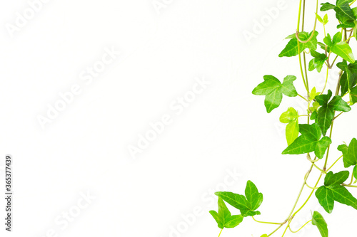 Star-shaped vine houseplant and white wall background material.                                                             