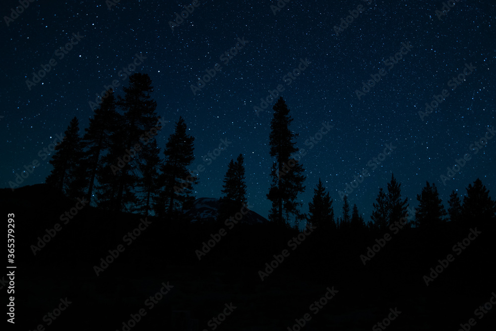 night landscape with trees