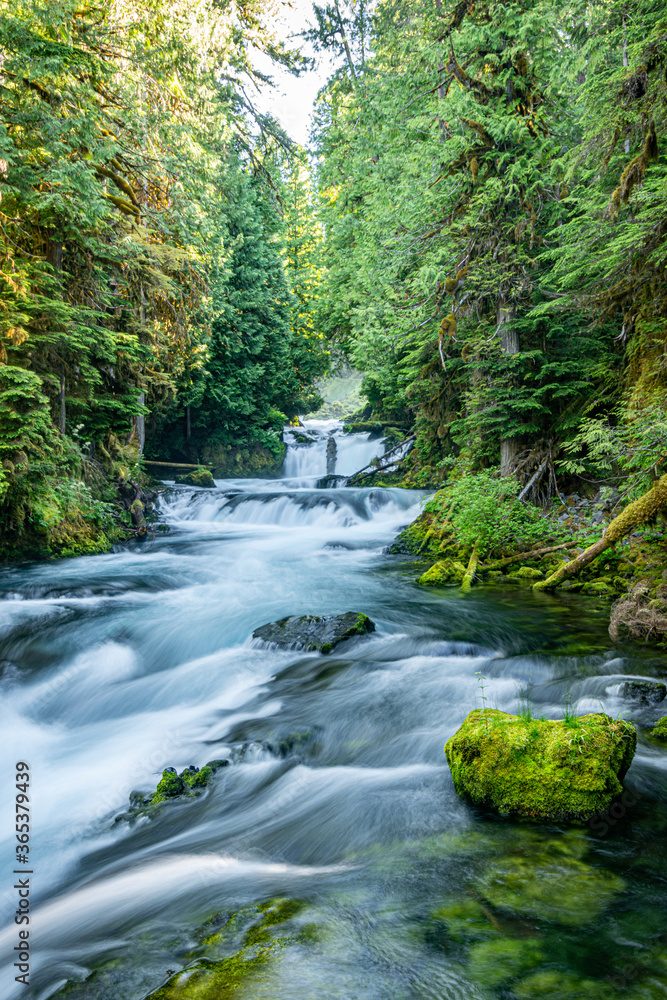 Fototapeta premium river in the forest