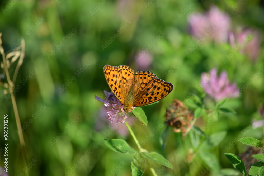 Obraz premium butterfly on flower