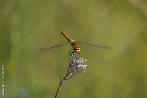 dragonfly on a branch © ELENA