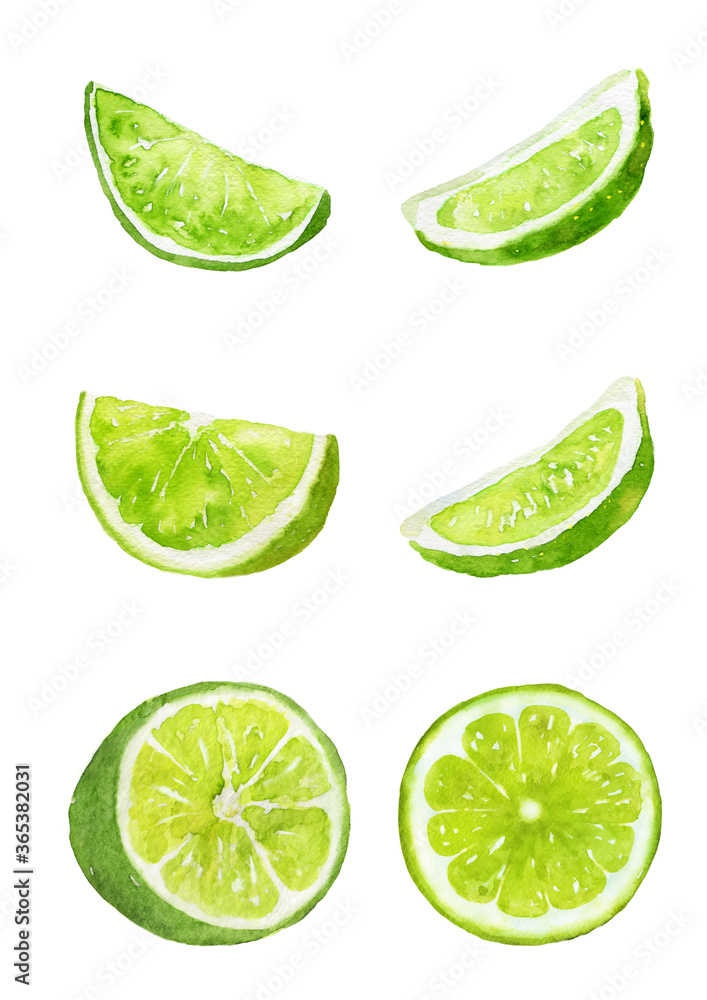 カット スライス 輪切りにしたライムのセット 水彩イラスト Stock Illustration Adobe Stock カット スライス 輪切りにしたライムのセット 水彩イラスト Stock Illustration Adobe Stock