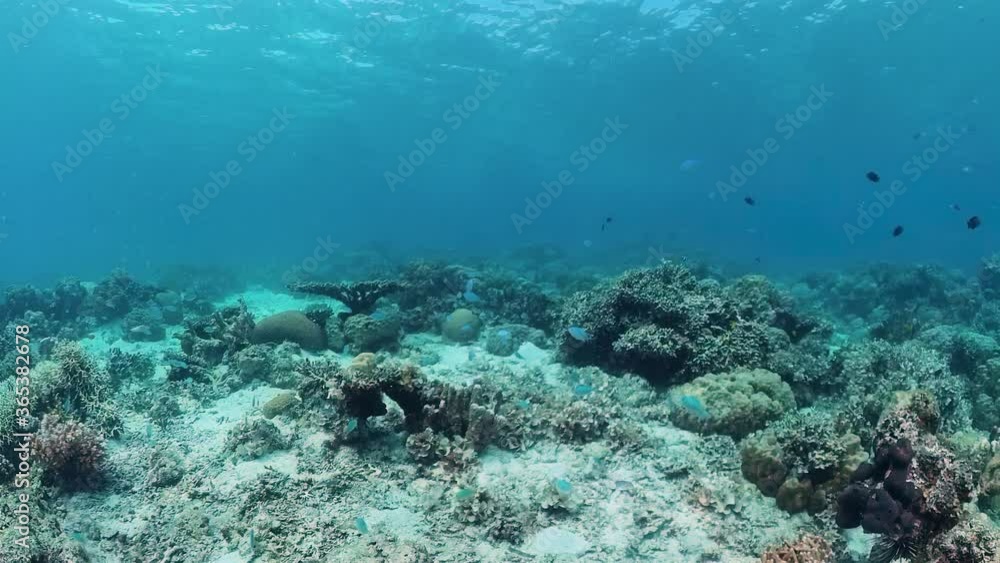 Tropical coral reef. Underwater fishes and corals. Panglao, Philippines. Tropical coral reef. Underwater fishes and corals. Panglao, Philippines.