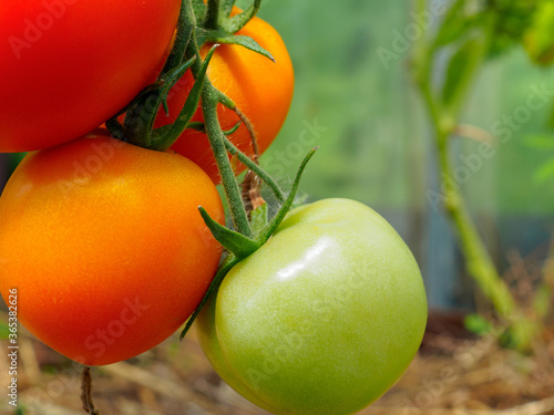 Selective focus on ripe red tomatoes on the branches in the greenhouse. Growing organic green vegetables in a home garden. On one branch are red and green fruits of tomatoes. Copy space
