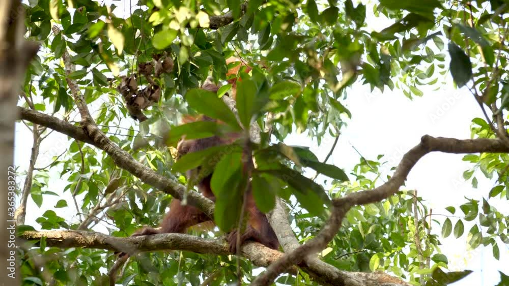 An orangutan climbing a tree with a banana in it's mouth An orangutan climbing a tree with a banana in it's mouth