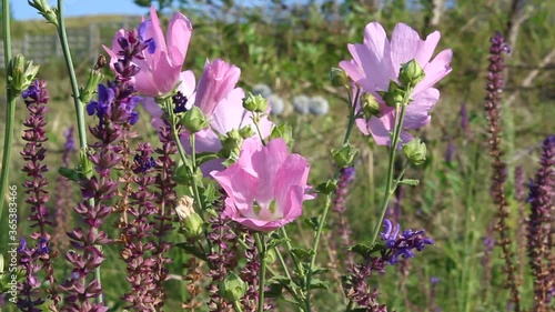 Malva moschata and Salvia pratensis. Pink flowers. Honey plants. photo