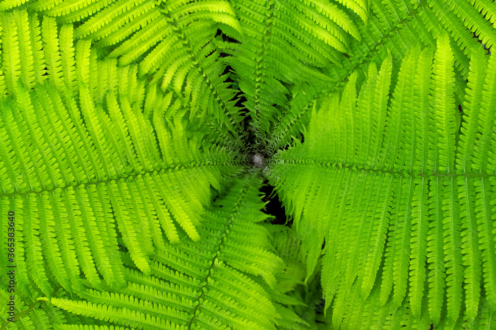 green wild fern Bush top view