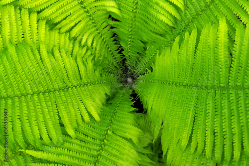 green wild fern Bush top view