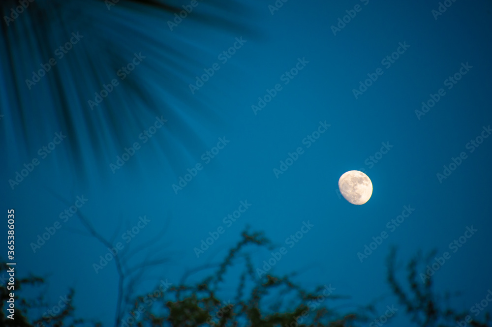 Waxing Gibbous, Moon, Palm Leaf silhouette Waxing Gibbous, Moon, Palm Leaf silhouette