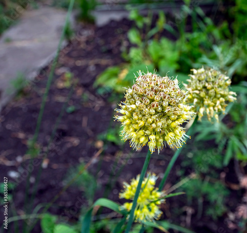 almost ripe seeds of wild garlic plants with the Latin name Allium ursinum #365386427