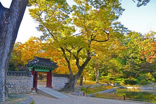 A beautiful autumn tree in Changdeokgung secret garden
