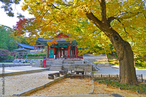 A beautiful autumn tree in Changdeokgung secret garden
