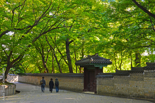 Tourist walking along stone wall of  Secret garden of changdeokgung palace