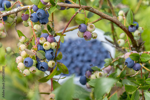 A bunch of blueberries sitting in a bucket at a blueberry field.