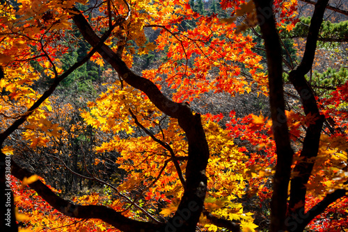 A beautiful autumn tree in Seoraksan National Park