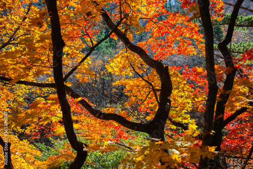 A beautiful autumn tree in Seoraksan National Park