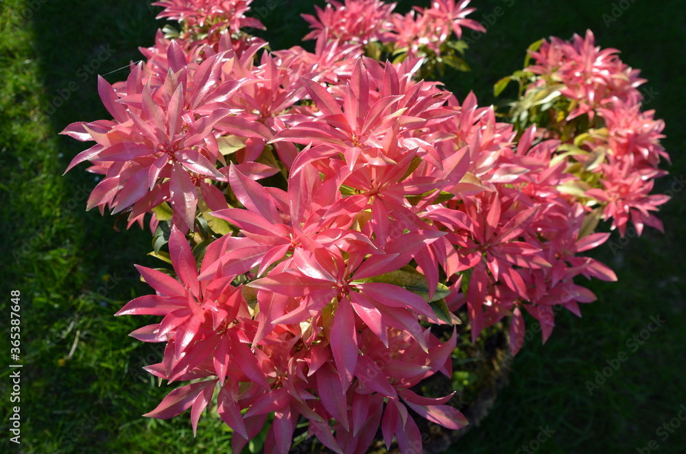 Close up of brightly coloured pink leaved plant Close up of brightly coloured pink leaved plant