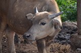 Young brown cow with horns