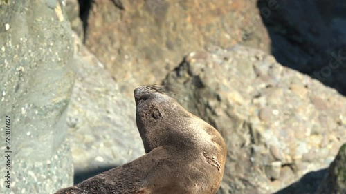 Close up of a New Zealand Fur Seal Pup sunbathing on rocks